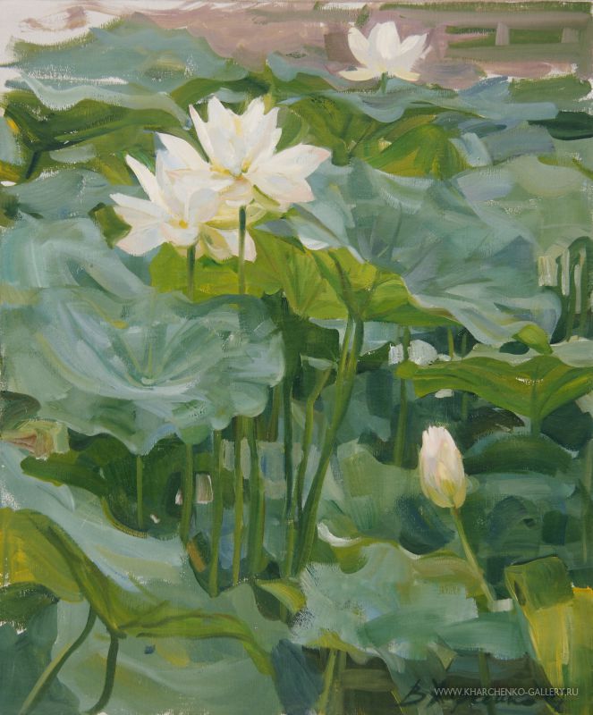 Blossoming lotuses