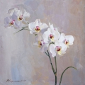White orchid